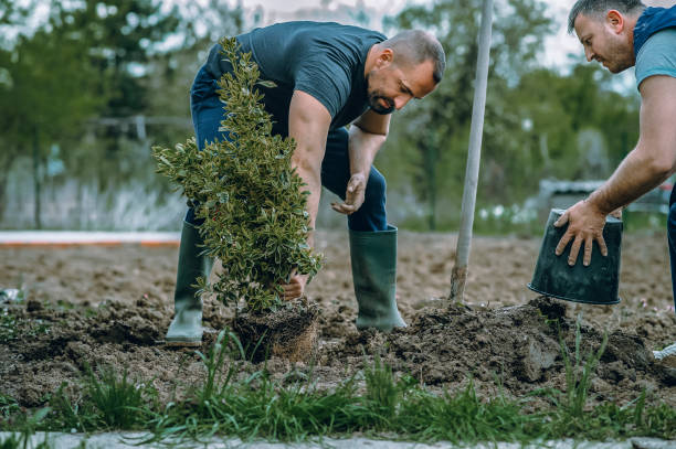 Trusted Union Mill, VA Tree Service Experts